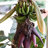 Dateiname=1X3A2093.JPG
Dateigröße=11100KB
Abmessungen: 3899x5514
hinzugefügt am: 15. Juli 2019 1X3A2093.JPG