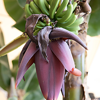 Dateiname=1X3A2098.JPG
Dateigröße=17543KB
Abmessungen: 4480x6720
hinzugefügt am: 15. Juli 2019 1X3A2098.JPG